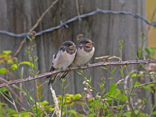 swallows, barn swallows, briti-6.jpg - YOUNG SWALLOWS - THORNEY ISLAND, WEST SUSSEX -  13.7.08